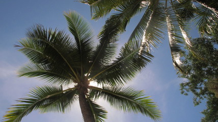 Fototapeta na wymiar Palm tree in the sun with a blue sky