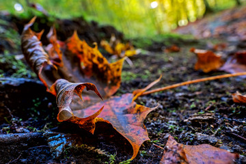 maple leaf autumnal colored lying on the forest floor, shallow depth of field