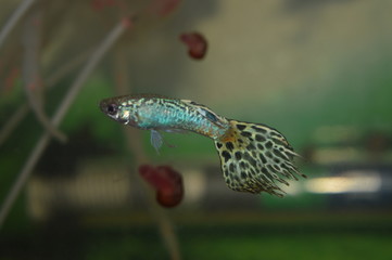 Obraz premium Guppy aquarium fish