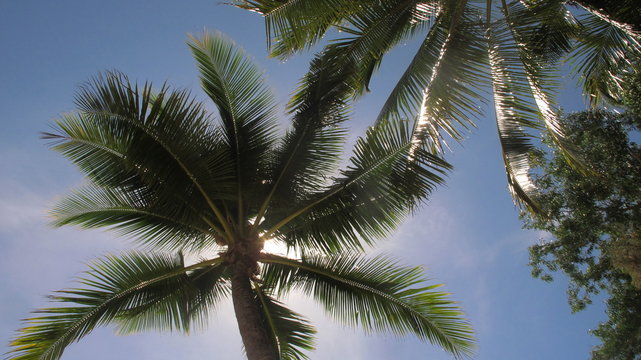 Palm tree in the sun with a blue sky © Julia