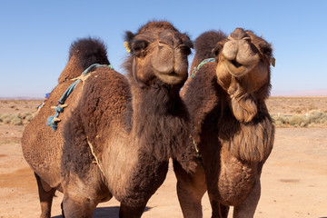 Two camels smiling and enjoying the sun before a ride throught the desert.