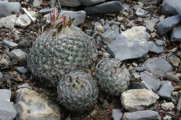 Turbinicarpus saueri ssp. septentrionalis in Mexico
