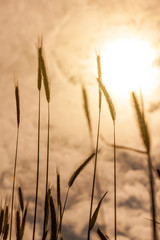 Obraz premium The silhouette of golden wheat at sunset with epic clouds in the background. Agriculture concept.