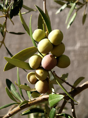 green olives rippening on the branch