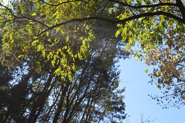 Forest trees