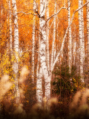 golden autumn birches