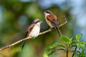 Two Burmese Shrike perching on a perch with soft morning sunlight