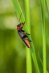 soldier beetle, Cantharidae,  perching on a blade of grass