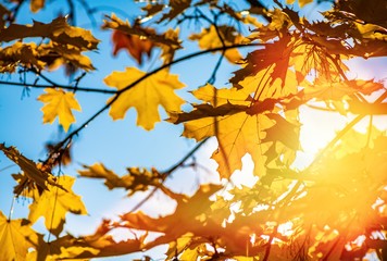 Nice yellow maple leaves  nature background abstract macro close up autumn