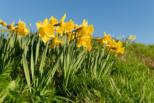 Nazisse Bilder Durchsuchen 28 Archivfotos, und Videos