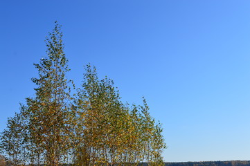 Autumn birch trees