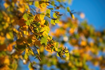 Nice yellow orange red birch leaves  nature background abstract macro close up autumn 