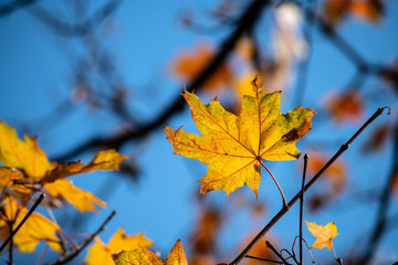 Nice yellow maple leaves  nature background abstract macro close up autumn