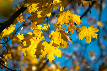 Naklejka na ściany i meble Nice yellow maple leaves nature background abstract macro close up autumn