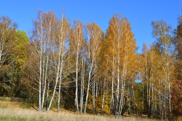 Fototapeta premium Autumn forest