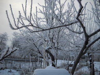 Ogród zimowy, śnieg i szron na gałęziach drzew - obrazy, fototapety, plakaty