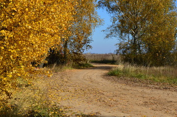 Road in the autumn forest