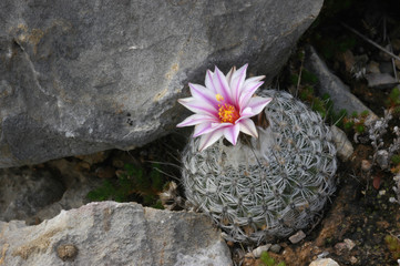 Turbinicarpus saueri ssp. septentrionalis