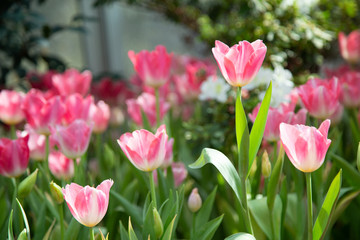 Tulip flowers  in garden nature background