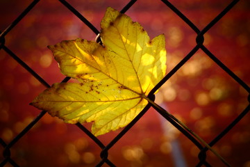 jesienny liść na ogrodzeniu © Tomasz