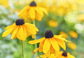 Black eyed susan- rudbeckia flowers - obrazy, fototapety, plakaty