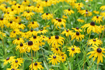 Obraz premium Black eyed susan- rudbeckia flowers