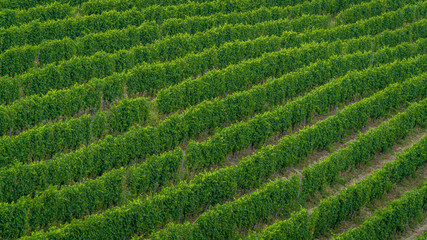 A high angle shot of a field of newly planted green vineyard - perfect for an article about winemaking. Green vineyard in Italy