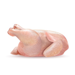 Isolated Whole Chicken on White Background in Realistic Style