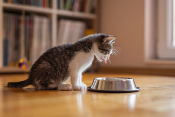 Kitten licking milk from a bowl