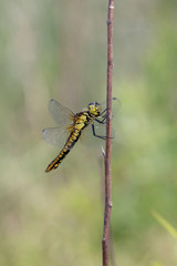 ハラビロトンボ雌