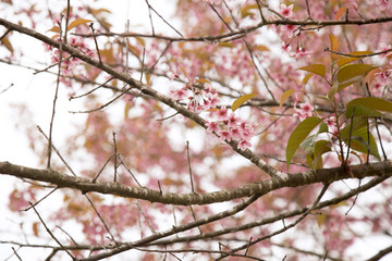 Beautiful cherry blossom or sakura in spring time over  sky