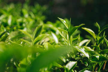 Fresh tea  leaves.