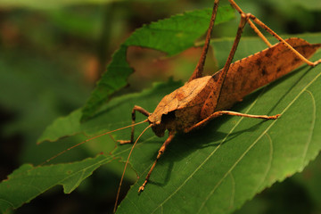 GrassHopper