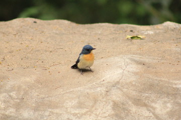 Tiny Bird