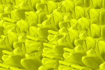 yellow background of tulip petals