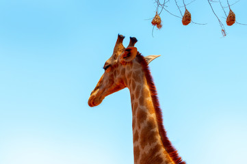 Wild african animals. Closeup namibian giraffe on blue sky background