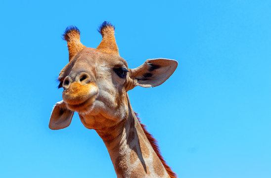 Wild african animals. Closeup namibian giraffe on blue sky background