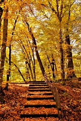 alley with stairs in autumn forest