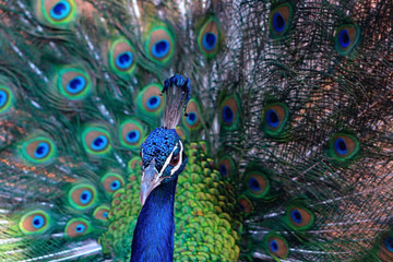 Fototapeta na wymiar Close up view of The African peacock a large and brightly coloured bird. Portrait of beautiful peacock with feathers out.