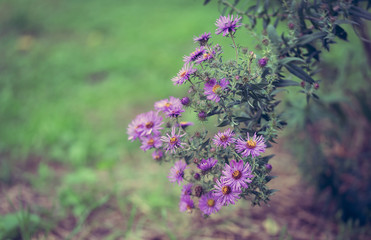 Vintage photo of a purple wildflower