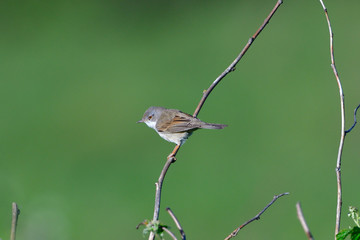 Dorngrasmücke während der Balz	