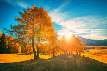 Aerial autumn sunrise scenery with yellow trees