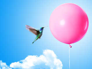 A hummingbird is about to pop a balloon © funstarts33