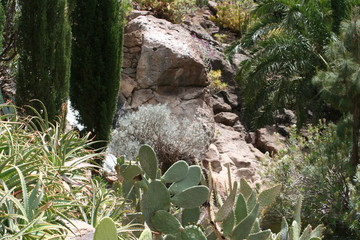 cactus in desert tropical plants