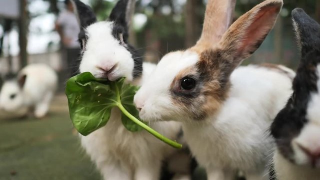 Close up two adorable fluffy bunny rabbits eating the same vegetable leaf in large rabbit hutch. Animal feeding at the zoo, people standing out of focus in background.Slow motion video.