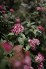 flowers and green