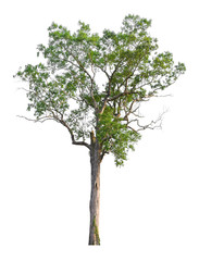 Obraz premium Tree isolated on white background for use in architectural design or more.