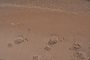footprints in sand