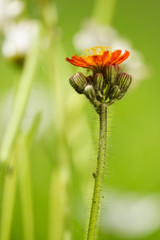 orangerotes Habichtskraut