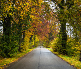 Obraz premium Road in the autumn forest in rain. Asphalt road in overcast rainy day. Roadway with trees in kaliningrad region. Empty highway in fall woodland.